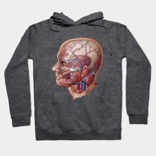 Frank Netter's Superficial Arteries and Veins of Face and Scalp Hoodie